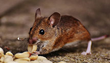 24 Hour & Emergency Exterminators in Lake Almanor, CA